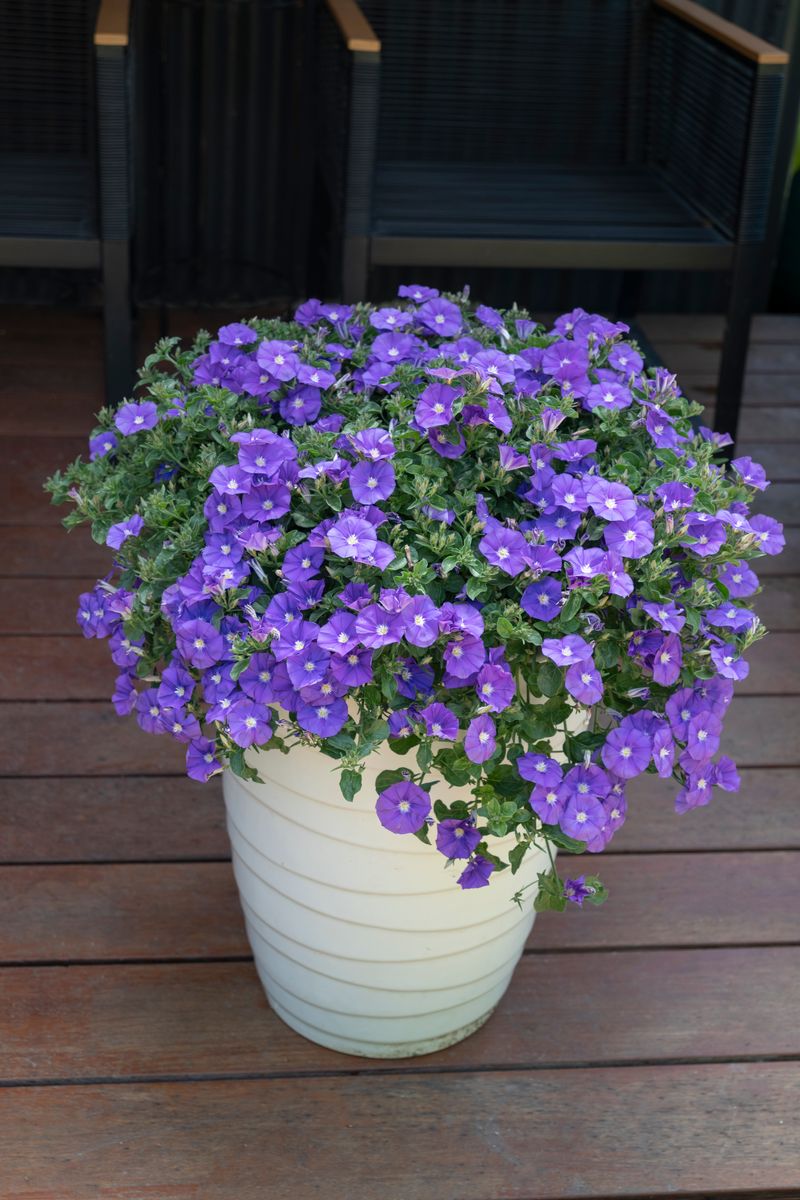 Convolvulus MOON Series® ‘Purple Moon’
