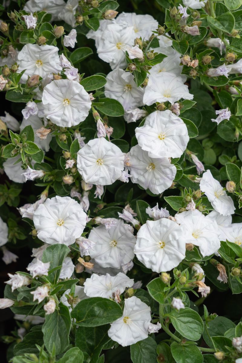 Convolvulus MOON Series® ‘Rippled Moon White’