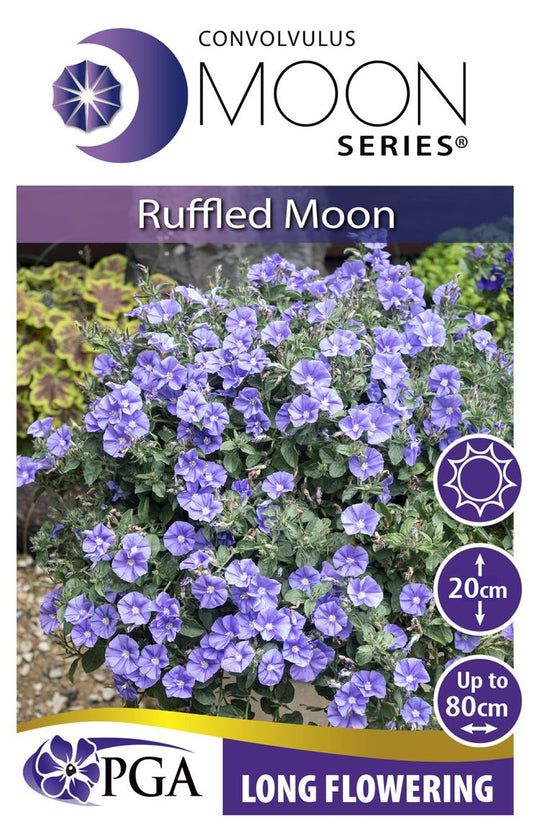 Convolvulus MOON Series® ‘Ruffled Moon’