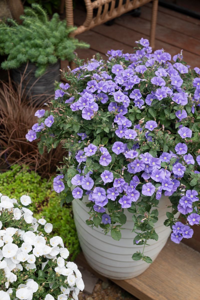 Convolvulus MOON Series® ‘Ruffled Moon’