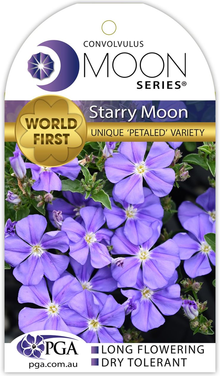 Convolvulus ‘Starry Moon’