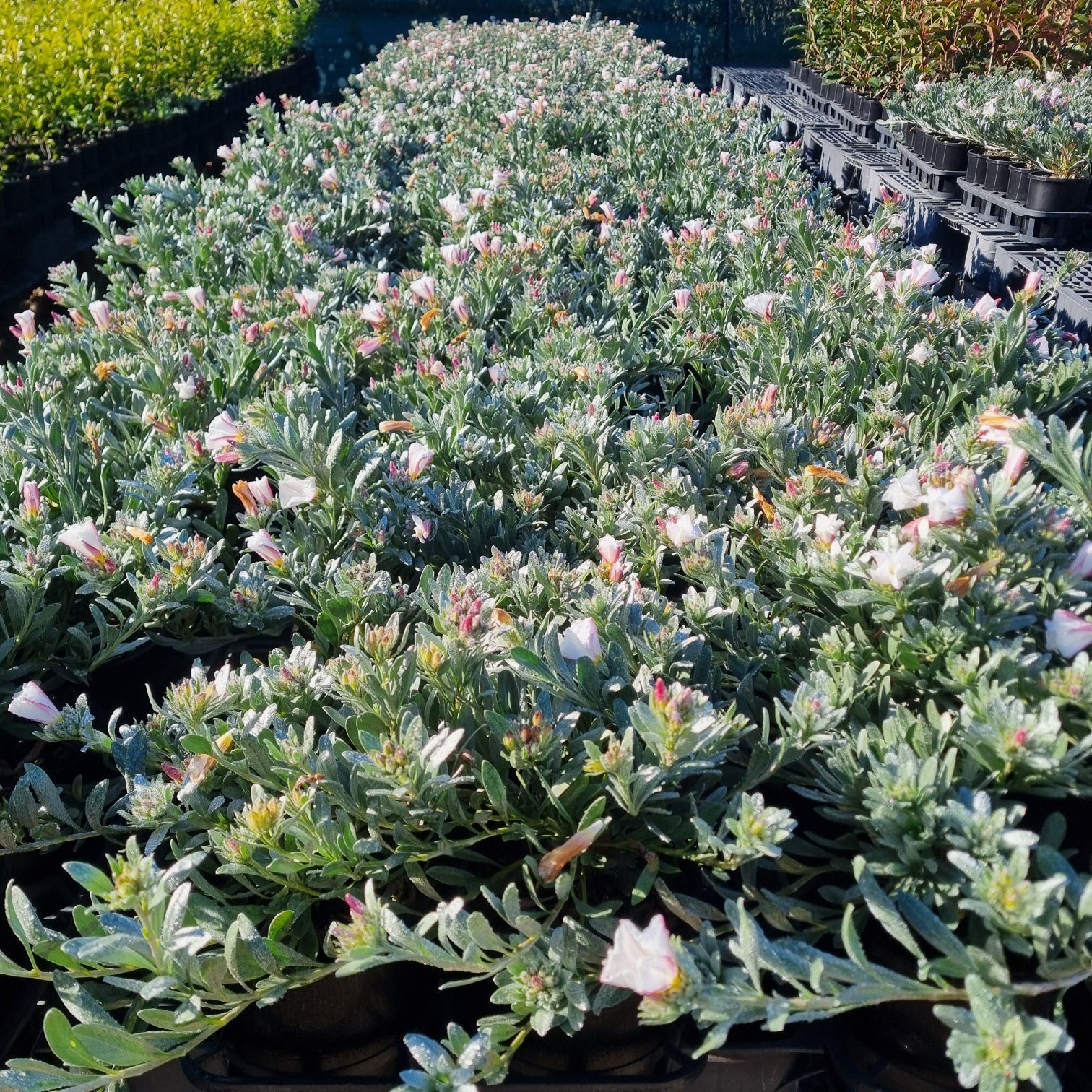 the plant broker