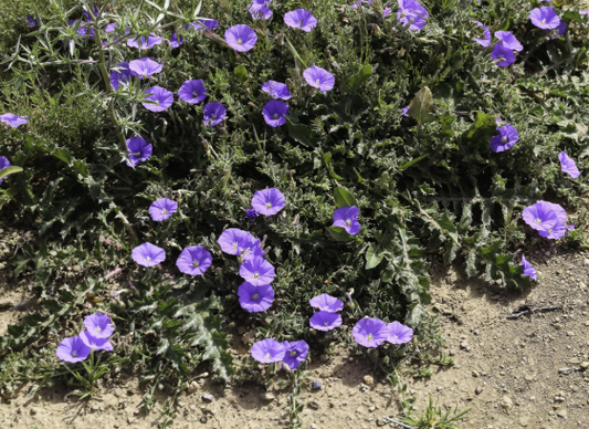 Convolvulus sabatius subsp. mauritanicus