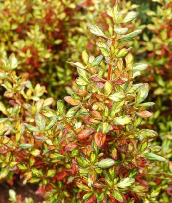 the plant broker