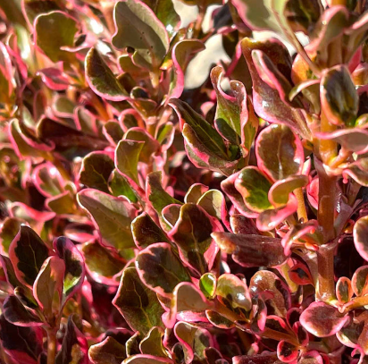 Coprosma Pacific Sunrise