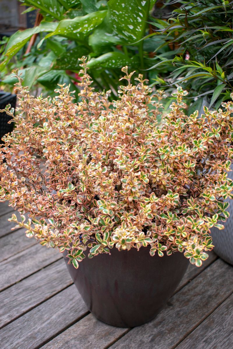 Coprosma "Rainbow Connection"