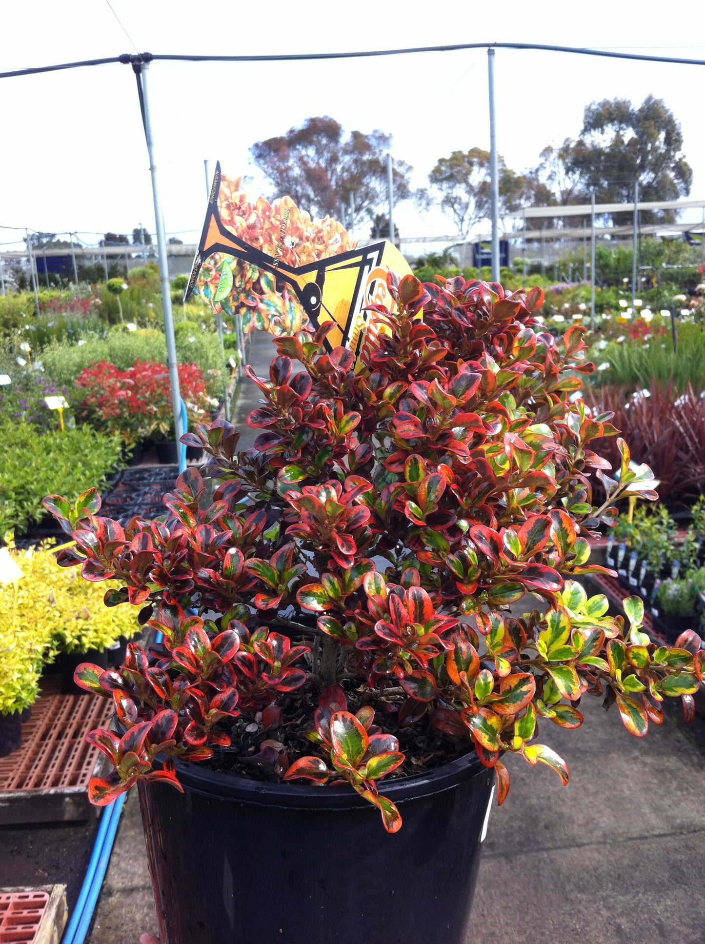 Coprosma Tequila Sunrise