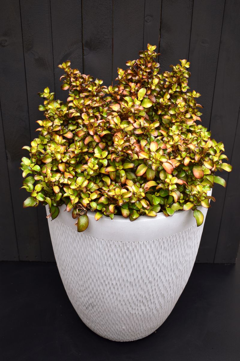 Coprosma ‘Chameleon’