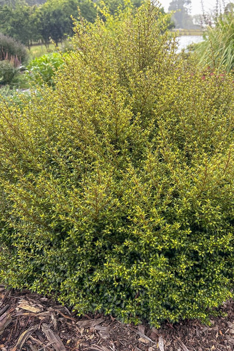 Coprosma ‘Kiwi Gold’