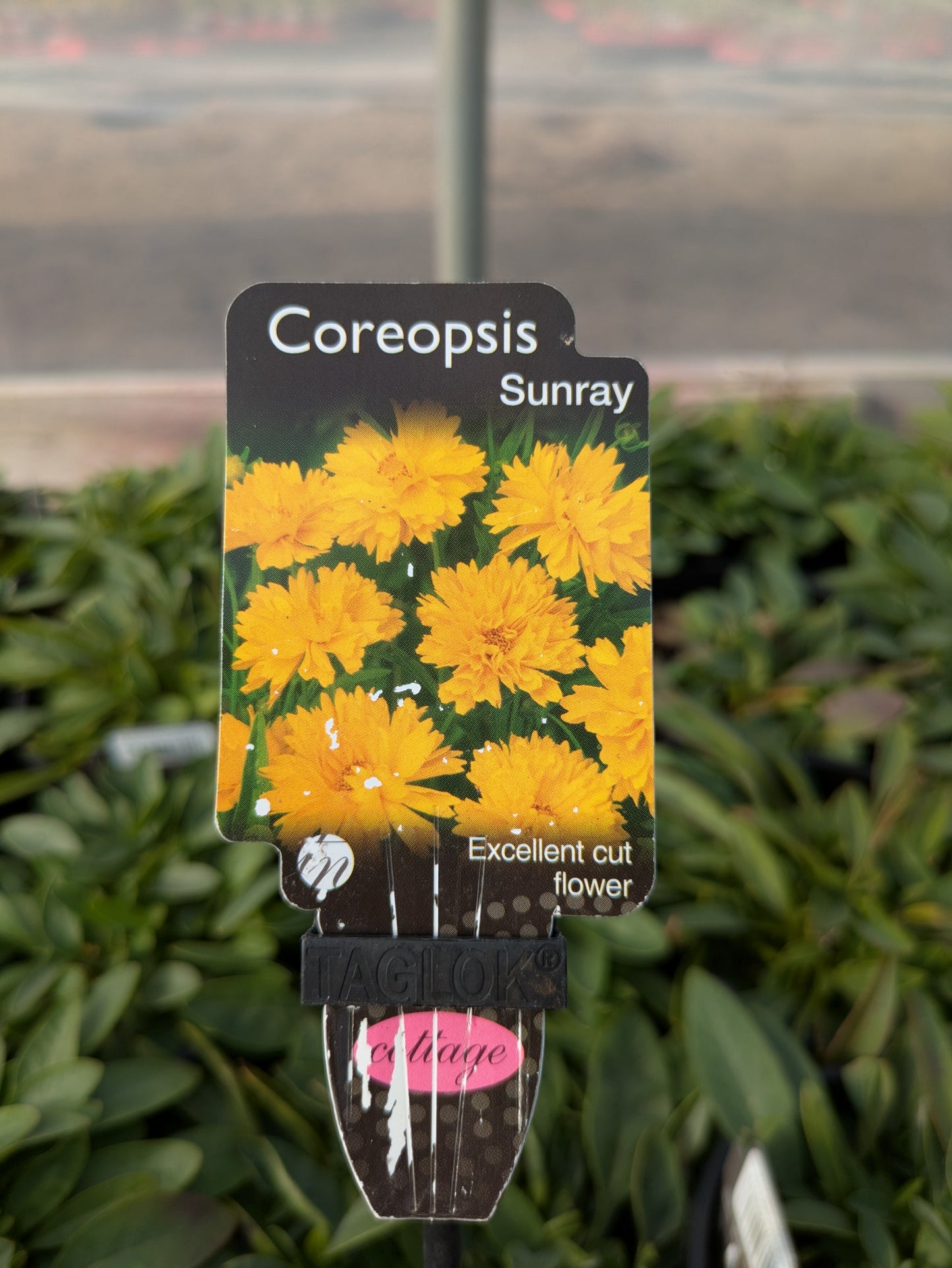 Coreopsis sunray