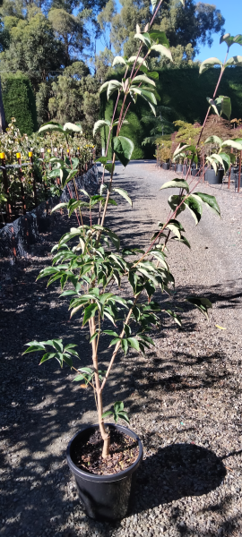 Cornus 'Stellar Pink'