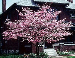 Cornus 'Stellar Pink'