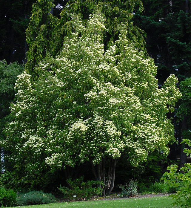 Cornus capitata