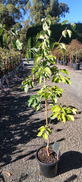 Cornus eddies 'White Wonder'
