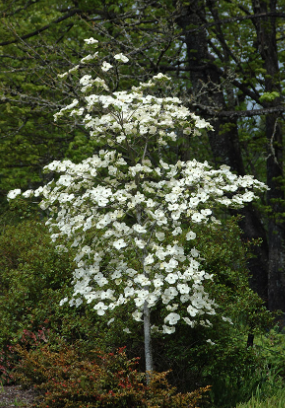 Cornus eddies 'White Wonder'