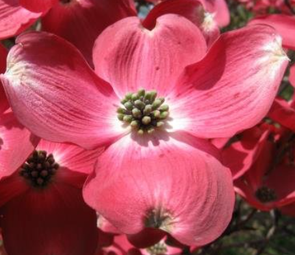 Cornus florida 'D-376-15 Red Beauty'