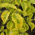 Cornus florida 'First Lady'