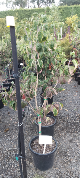 Cornus florida Rubra