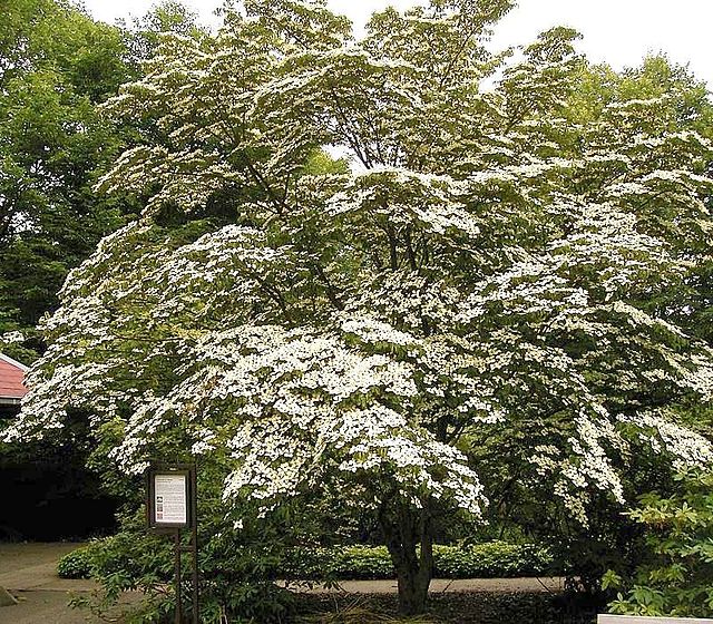 Cornus kousa Chinensis