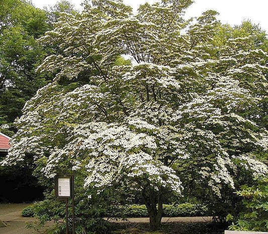 Cornus kousa Chinensis