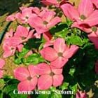 Cornus kousa 'Satomi'