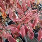Cornus kousa 'Wolf Eyes'