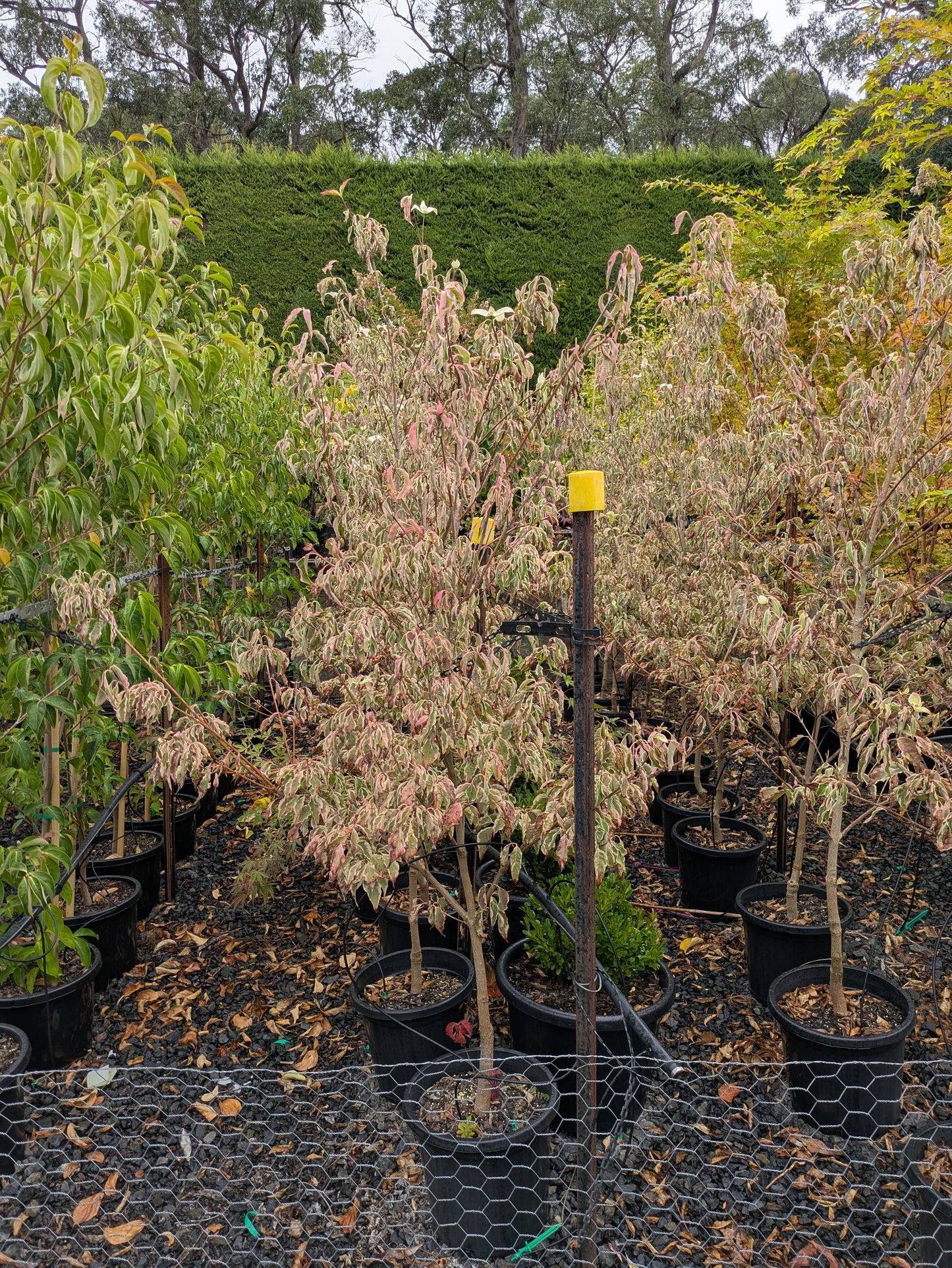 Cornus kousa 'Wolf Eyes'