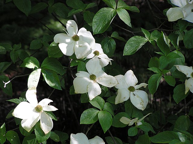 Cornus nuttallii