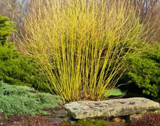 Cornus stolonifera Flaviramea