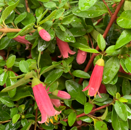 Correa Dusky Bells