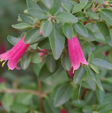 Correa Pink Bells