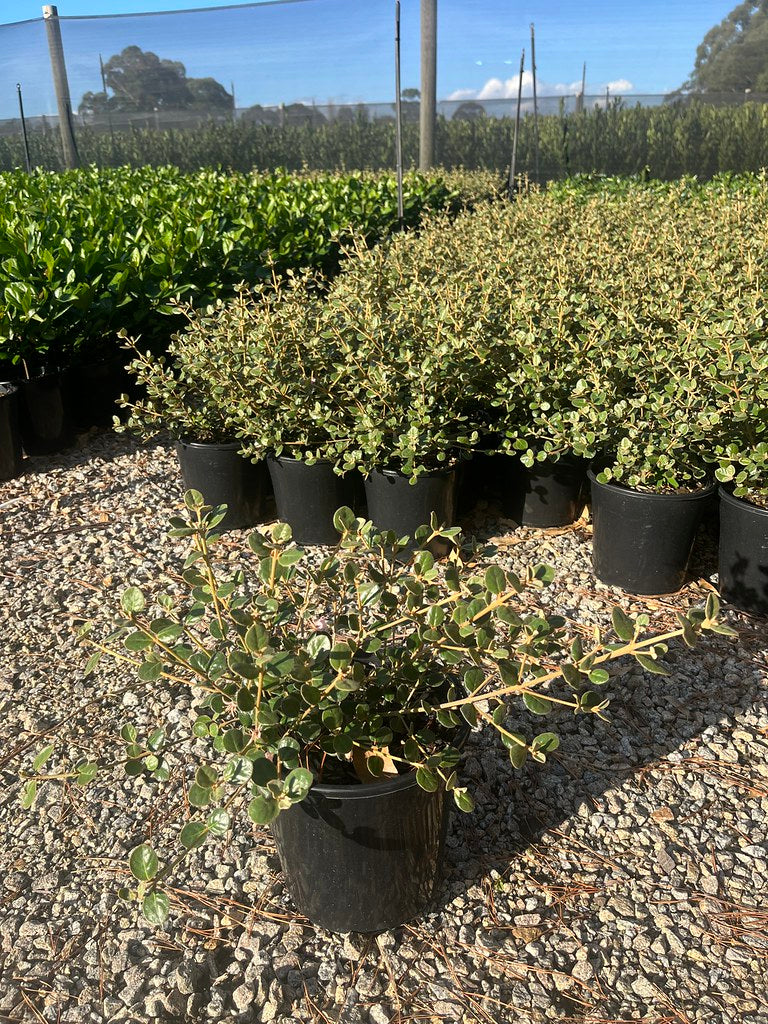 Correa alba (COR10) Coastal Pink™