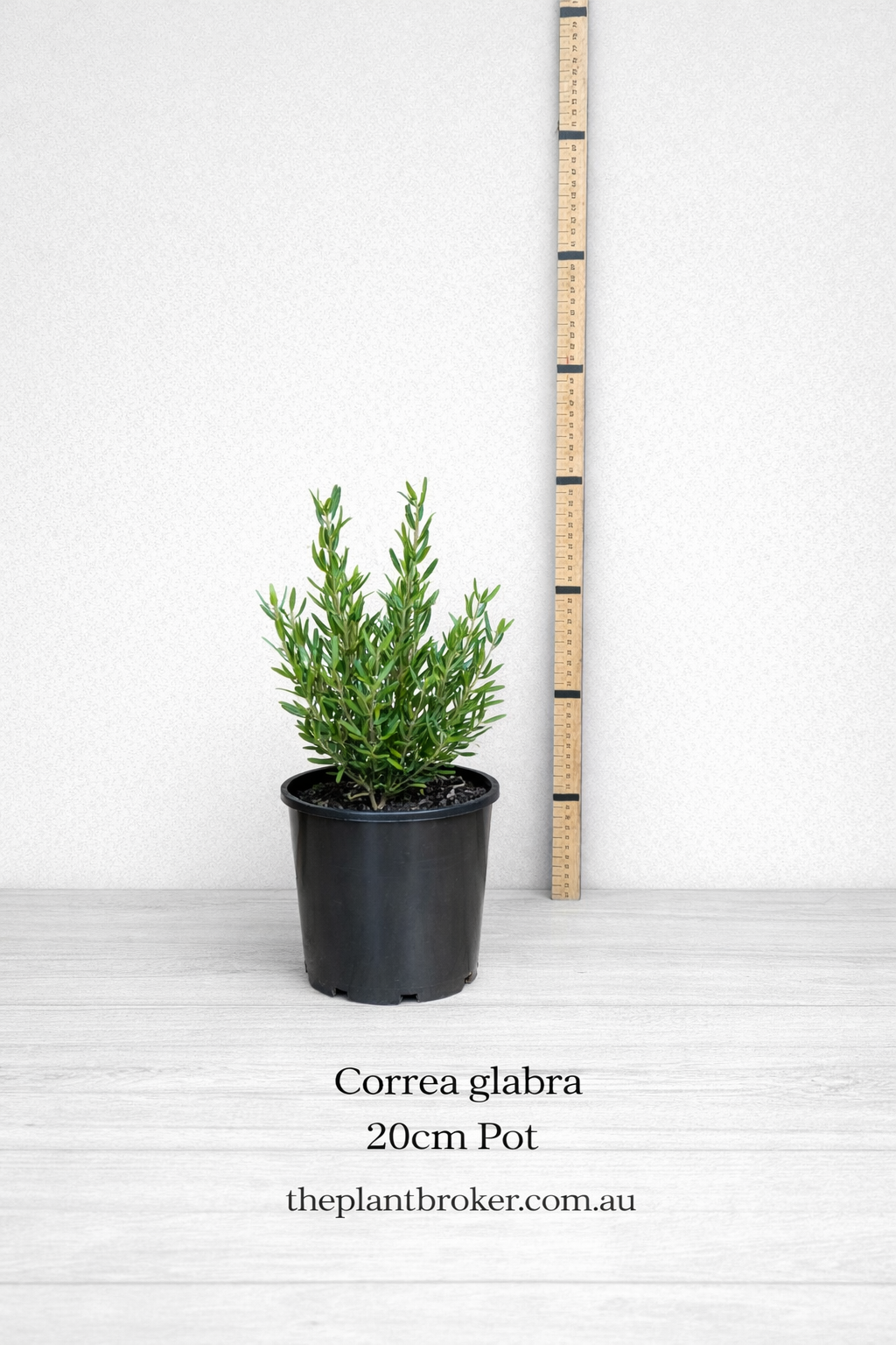 Correa glabra