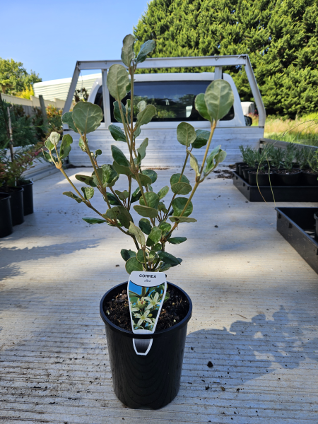 the plant broker