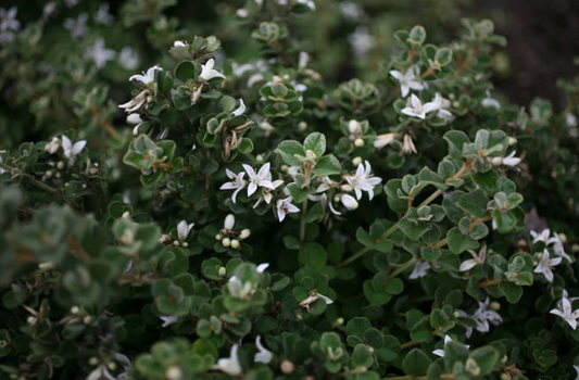Correa alba Compacta
