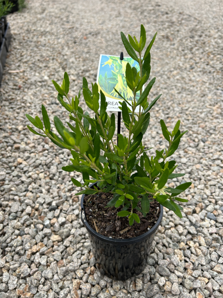 the plant broker