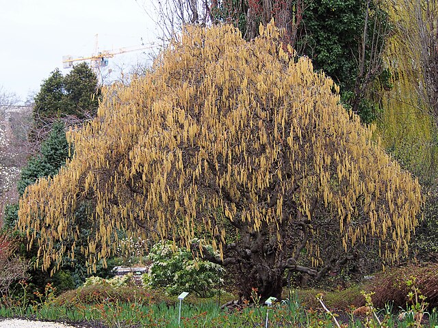 Corylus avellana Contorta
