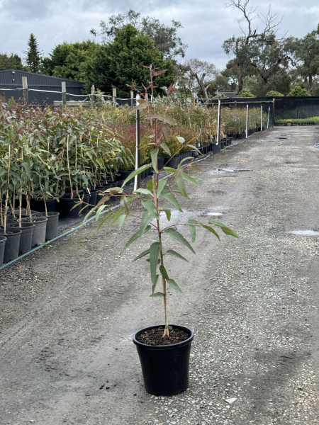 Corymbia citriodora