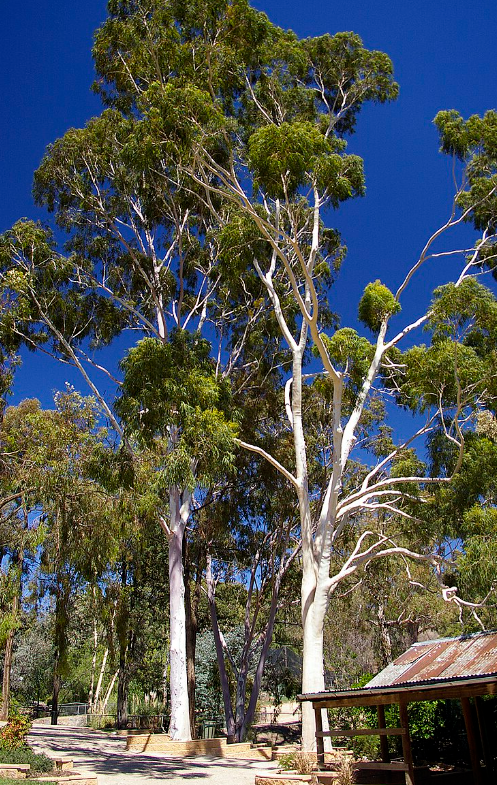 Corymbia citriodora