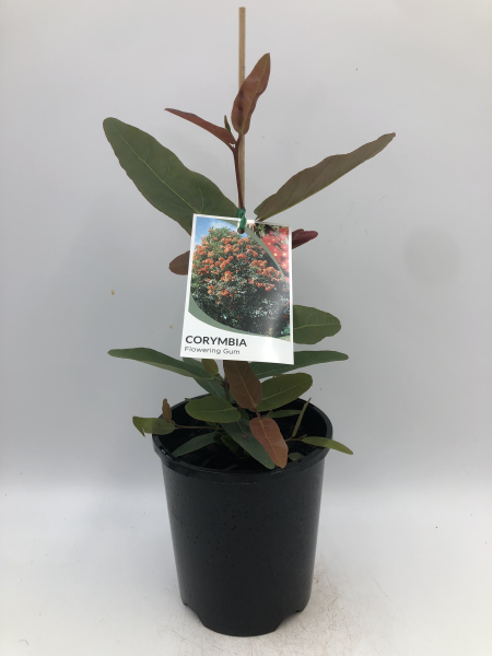 Corymbia ficifolia