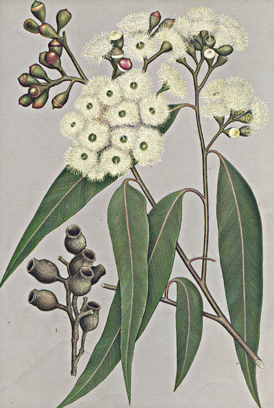 Corymbia maculata