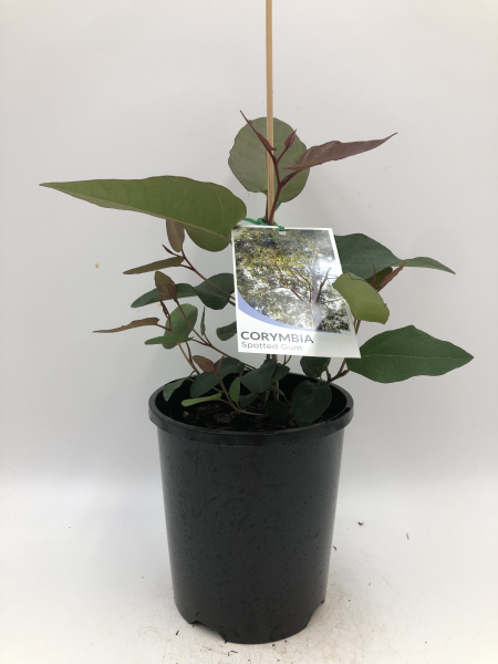 the plant broker
