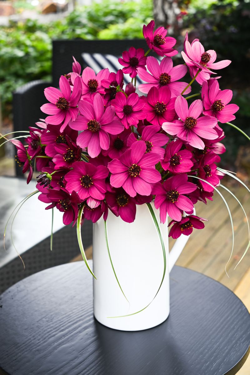 Cosmos Cherry Chocolate