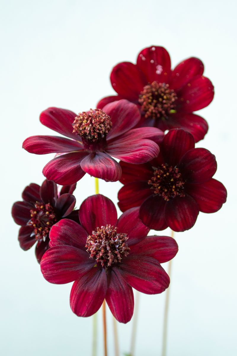 Cosmos ‘Chocoholic’
