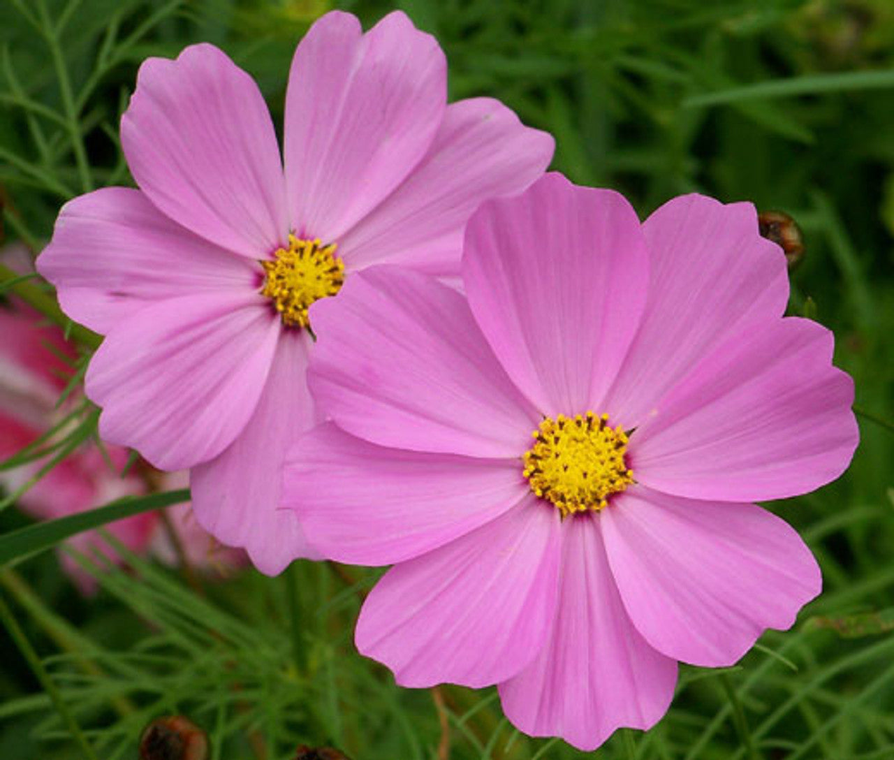 Cosmos spp. Pink