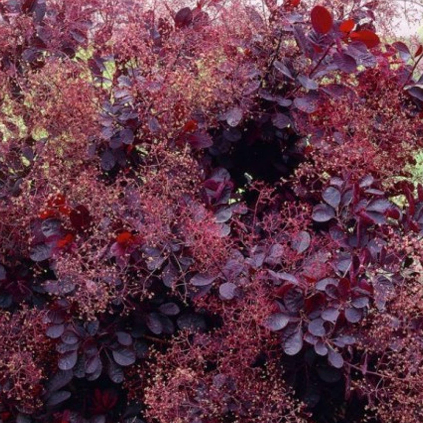 Cotinus coggygria Dusky Maiden