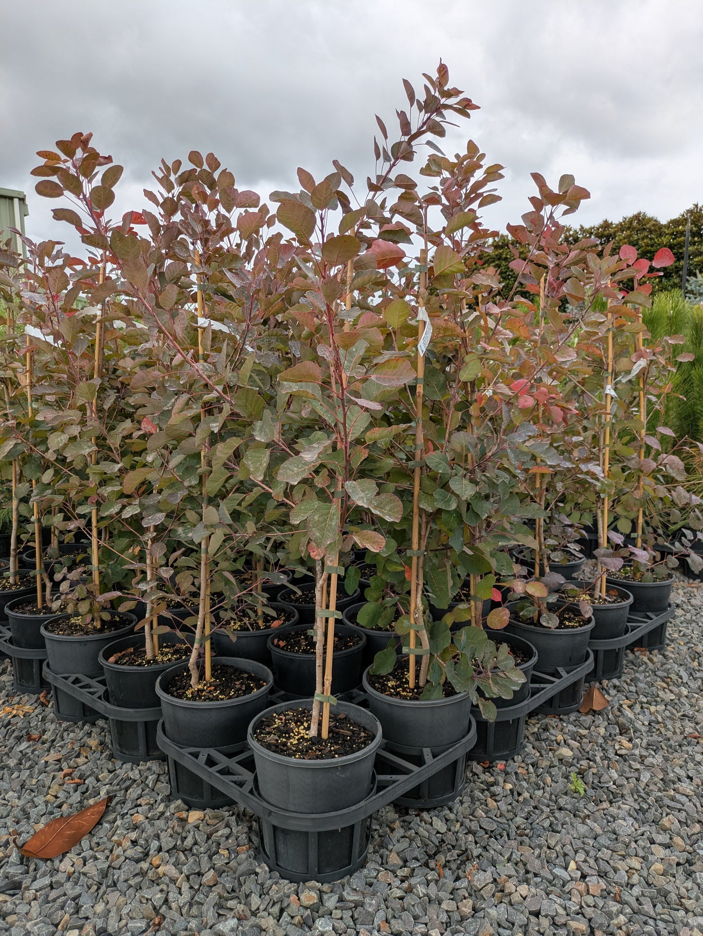 Cotinus coggygria Dusky Maiden