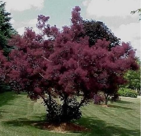 Cotinus coggygria Purpureus