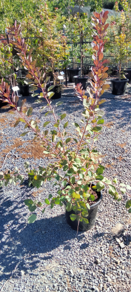 Cotinus coggygria Dusky Maiden