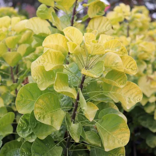 Cotinus coggygria 'Golden Spirit'